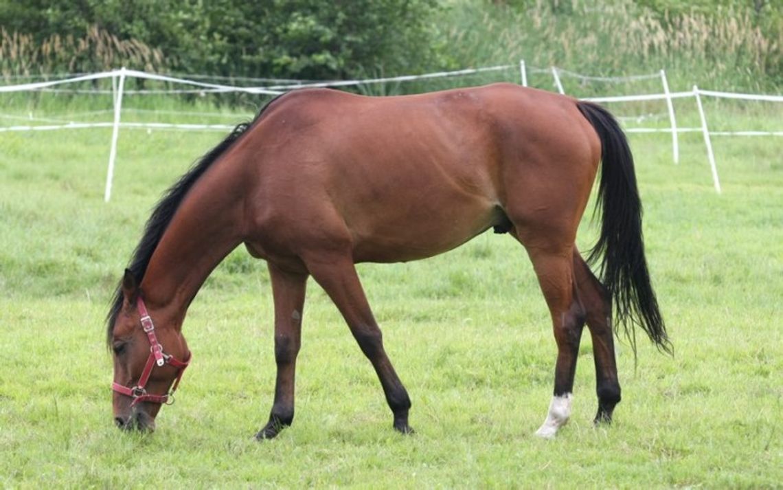 Podlasie jeszcze piękniejsze z siodła