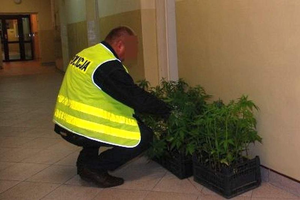 Podlewał sadzonki, kiedy weszła policja. Plantacja konopi zlikwidowana
