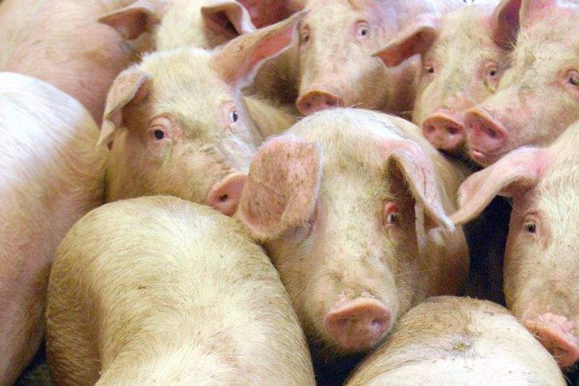 Podłożył bratu 600 świń. Młody rolnik na ławie oskarżonych Podłożył bratu 600 świń. Młody rolnik na ławie oskarżonych