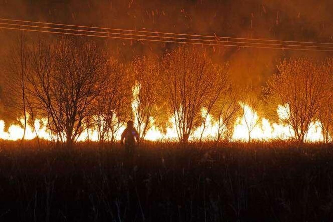 Podpalacze nie odpuszczają. Kolejne pożary traw