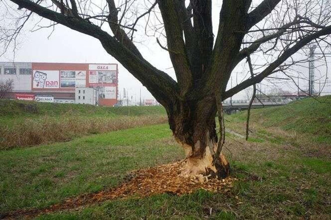 Podpatrzone w Lublinie. Bobry zajęły się drzewem nad Bystrzycą