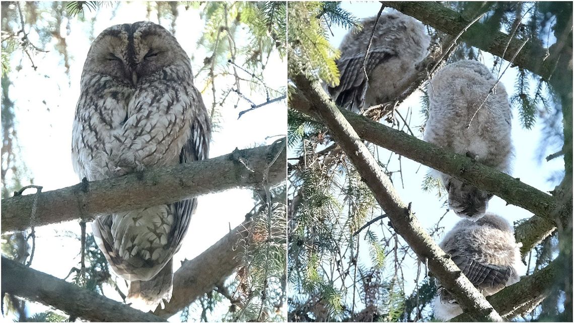 Podpatrzone w Ogrodzie Saskim w Lublinie: Młode puszczyki już latają Podpatrzone w Ogrodzie Saskim w Lublinie: Młode puszczyki już latają