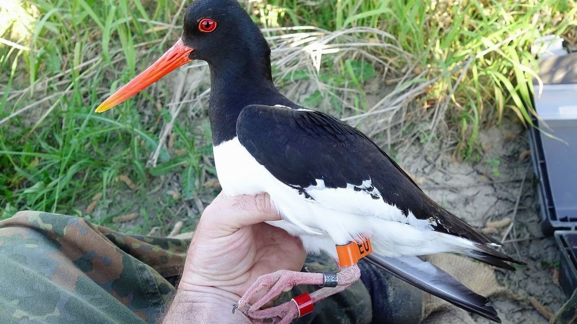 "Podróż z Tarnobrzegu nad Adriatyk trwała jedną noc". Ostrygojad Kazik spod Kazimierza Dolnego teraz wygrzewa się w Maroku