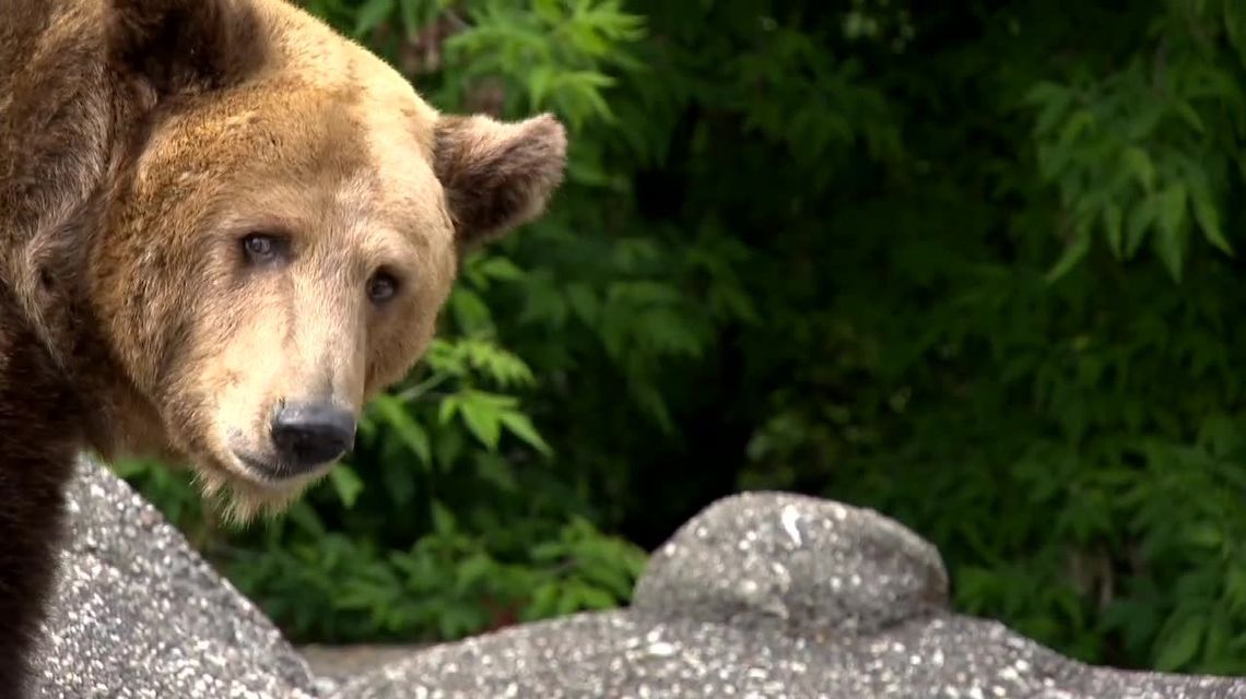 Podtapiał niedźwiedzicę w warszawskim ZOO. 23-latek usłyszał zarzuty [WIDEO]