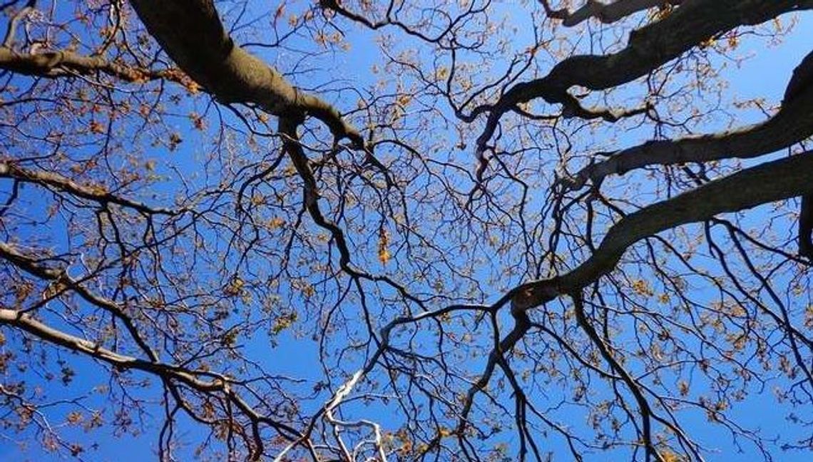 Pogoda będzie sprzyjać spacerom. Niedziela ma być bardzo ciepła Pogoda będzie sprzyjać spacerom. Niedziela ma być bardzo ciepła