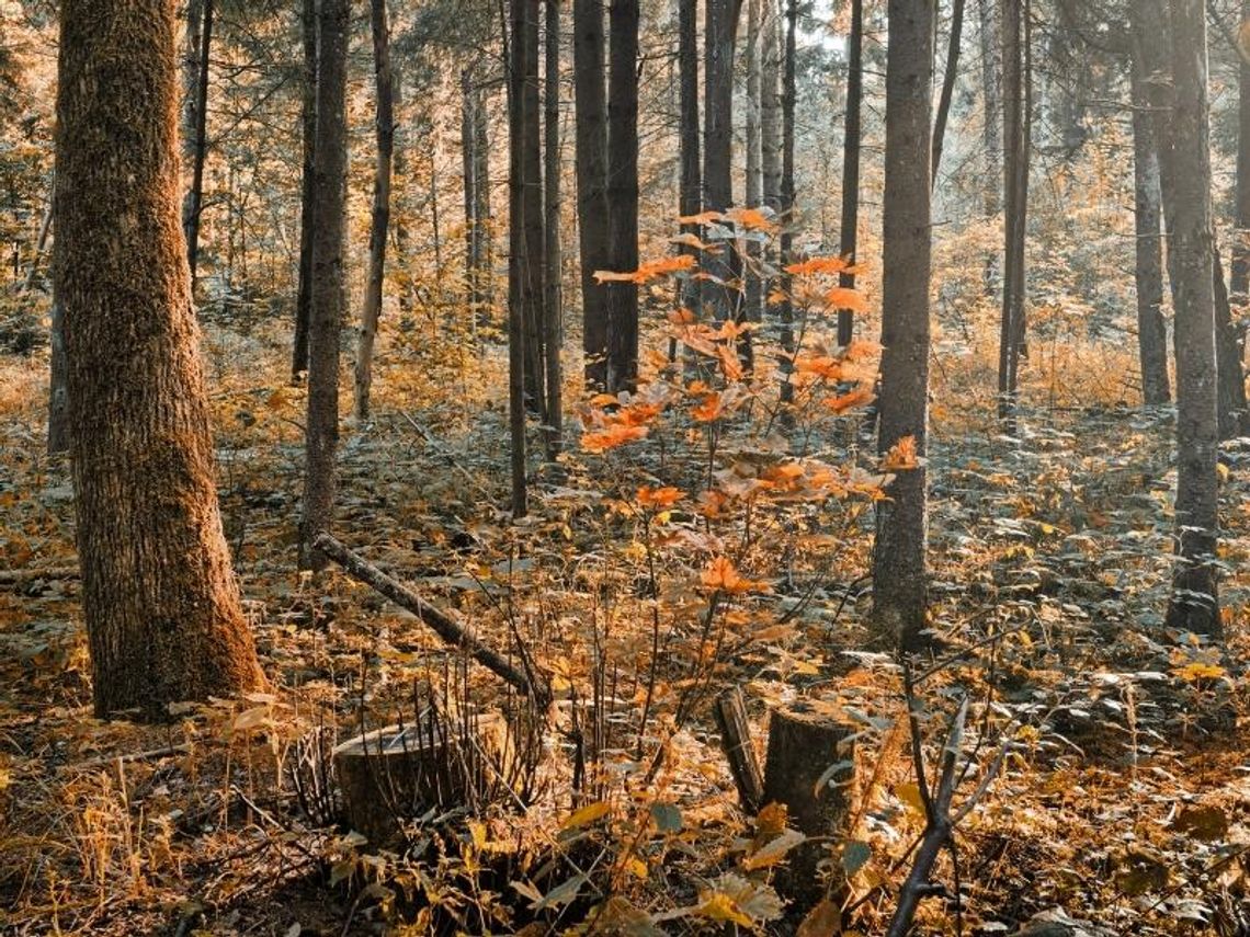 Pogoda: Coraz chłodniejszy tydzień Pogoda: Coraz chłodniejszy tydzień