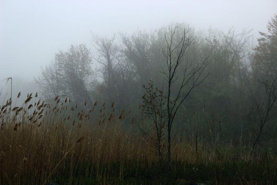Pogoda: Mglisty poranek, pochmurny dzień