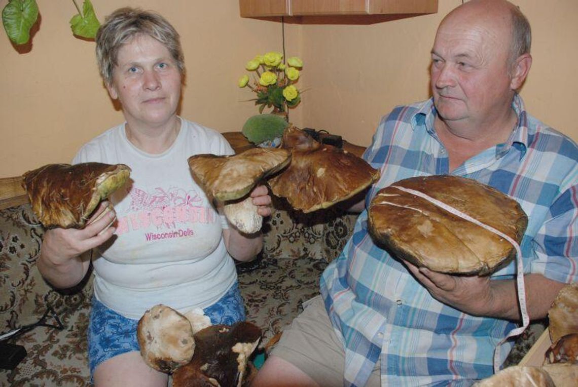 Pogoda na grzyby: Czas prawdziwków Pogoda na grzyby: Czas prawdziwków