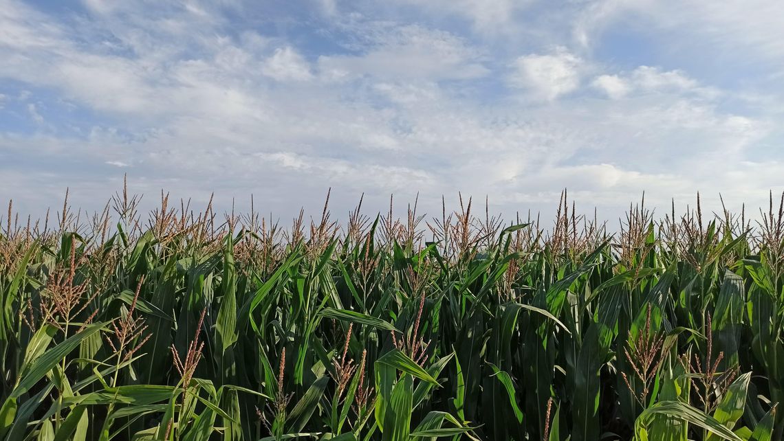 Pogoda na niedzielę i poniedziałek. Ostrzeżenie IMGW dla Lubelskiego
