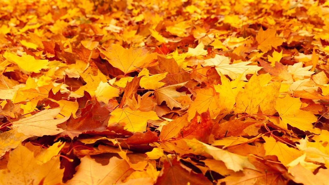 Pogoda: Piątek z przelotnym deszczem na wschodzie