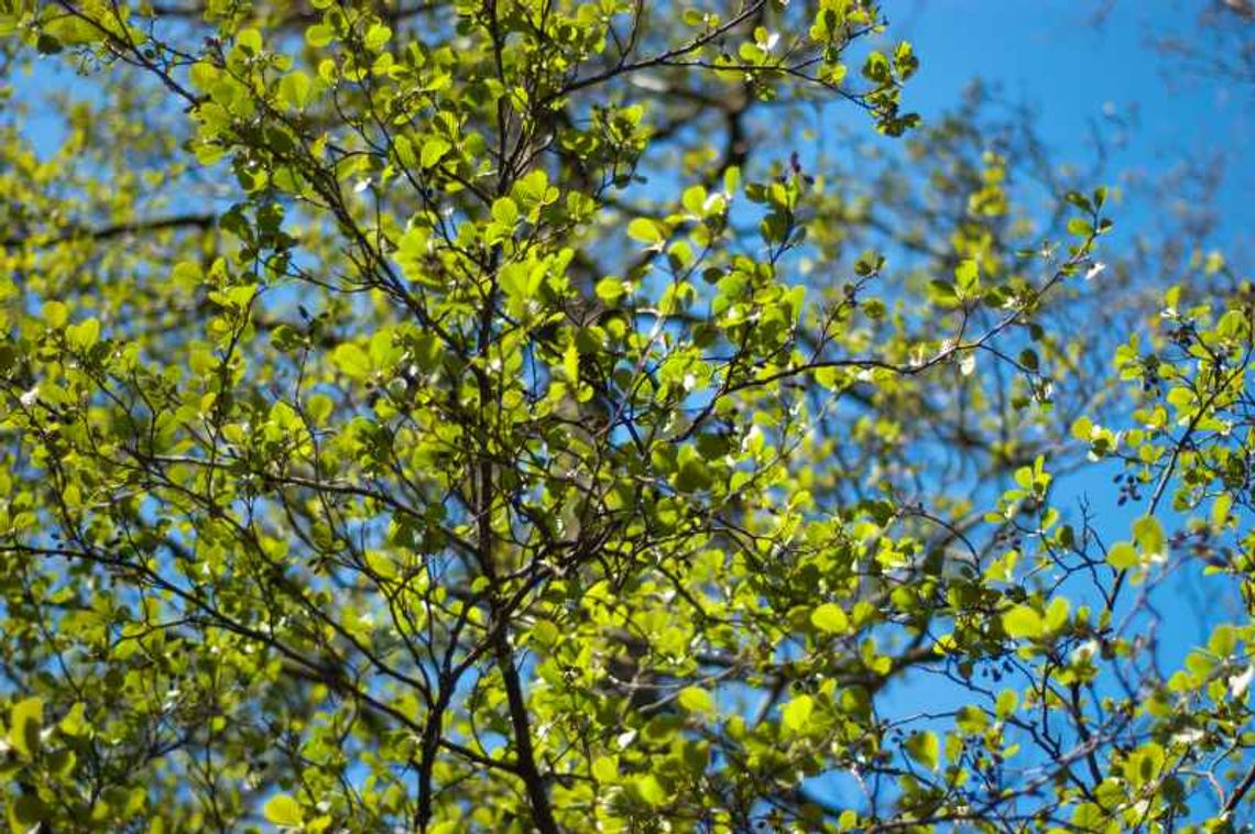 Pogoda: Prawdziwa wiosna coraz bliżej