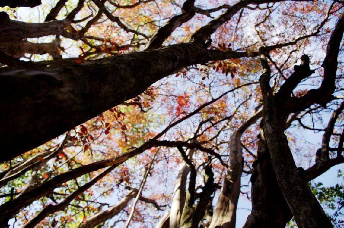 Pogoda: Śnieg dopiero pod koniec listopada