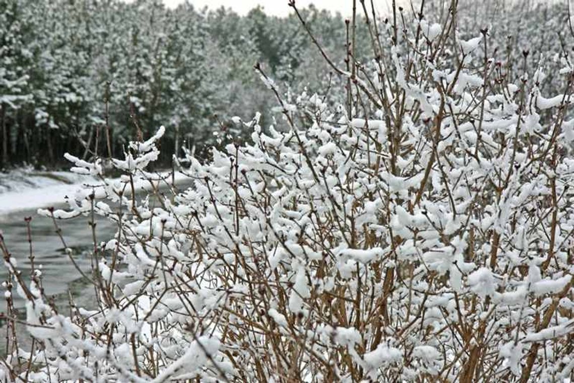 Pogoda: Śnieg w całym województwie