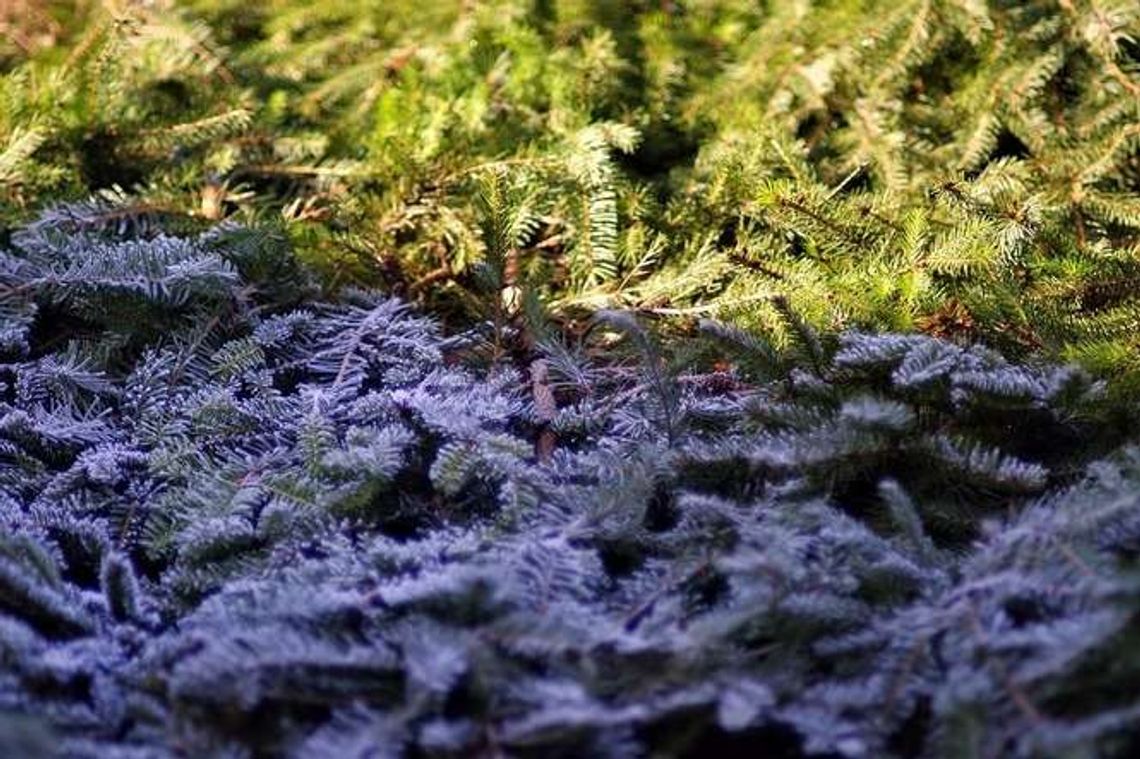 Pogoda: Synoptycy zapowiadają przymrozki