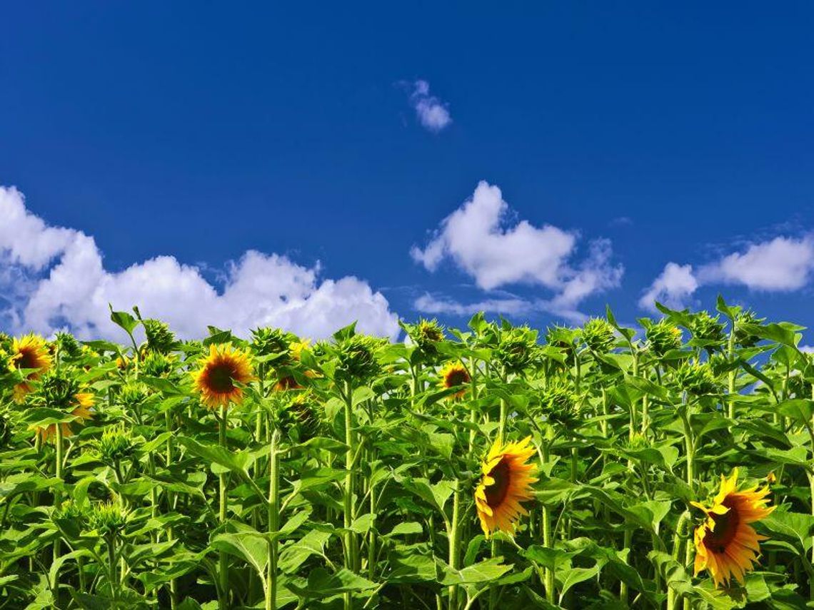 Pogoda: W weekend słońce, ale przed i po będzie padało Pogoda: W weekend słońce, ale przed i po będzie padało