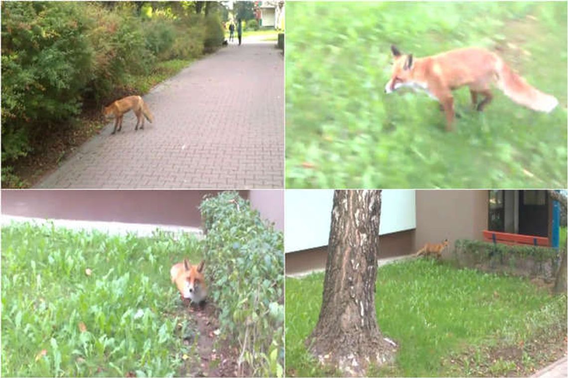 Pogoń za lisem na Czechowie. Lekarz czeka na zgodę na umieszczenie klatki (wideo)