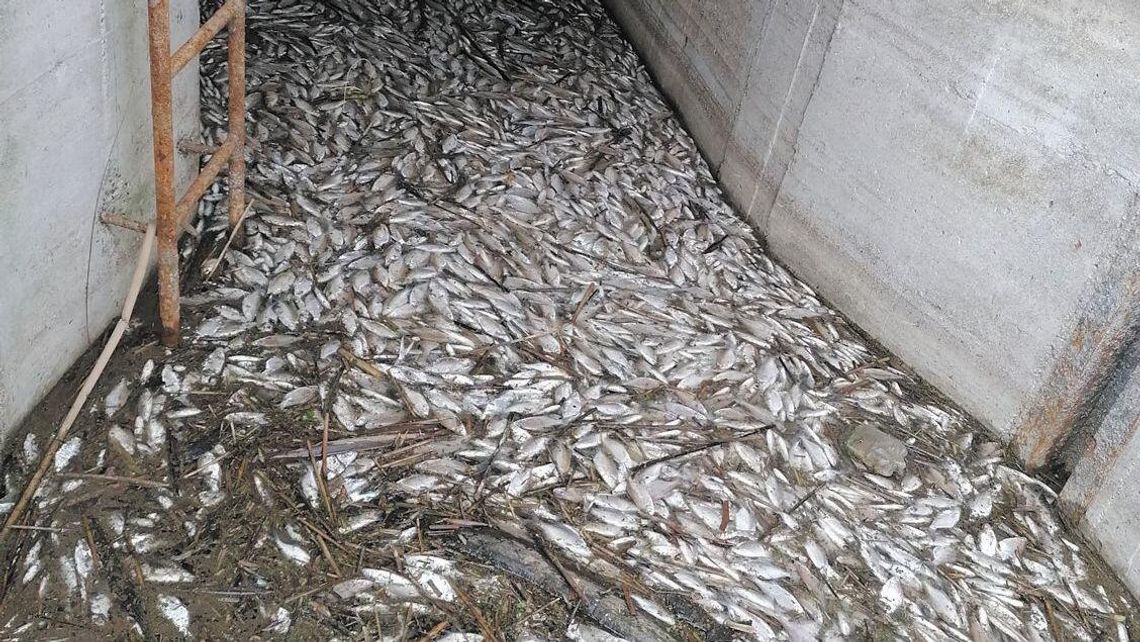 Pogrom leszczy w Nieliszu. Polski Związek Wędkarski w Zamościu wskazuje: „To wina kłusowników” Pogrom leszczy w Nieliszu. Polski Związek Wędkarski w Zamościu wskazuje: „To wina kłusowników”