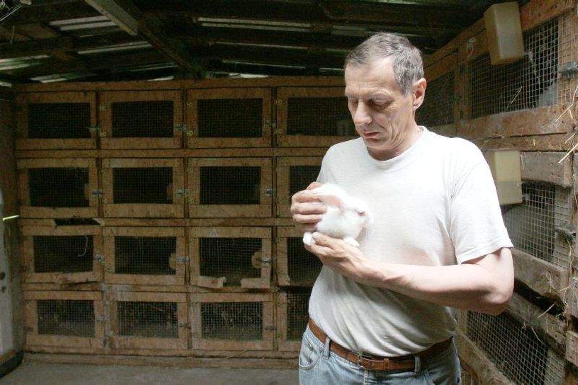 Pogrom w królikarni pod Wojciechowem. Co mogło zabić zwierzęta? (wideo)