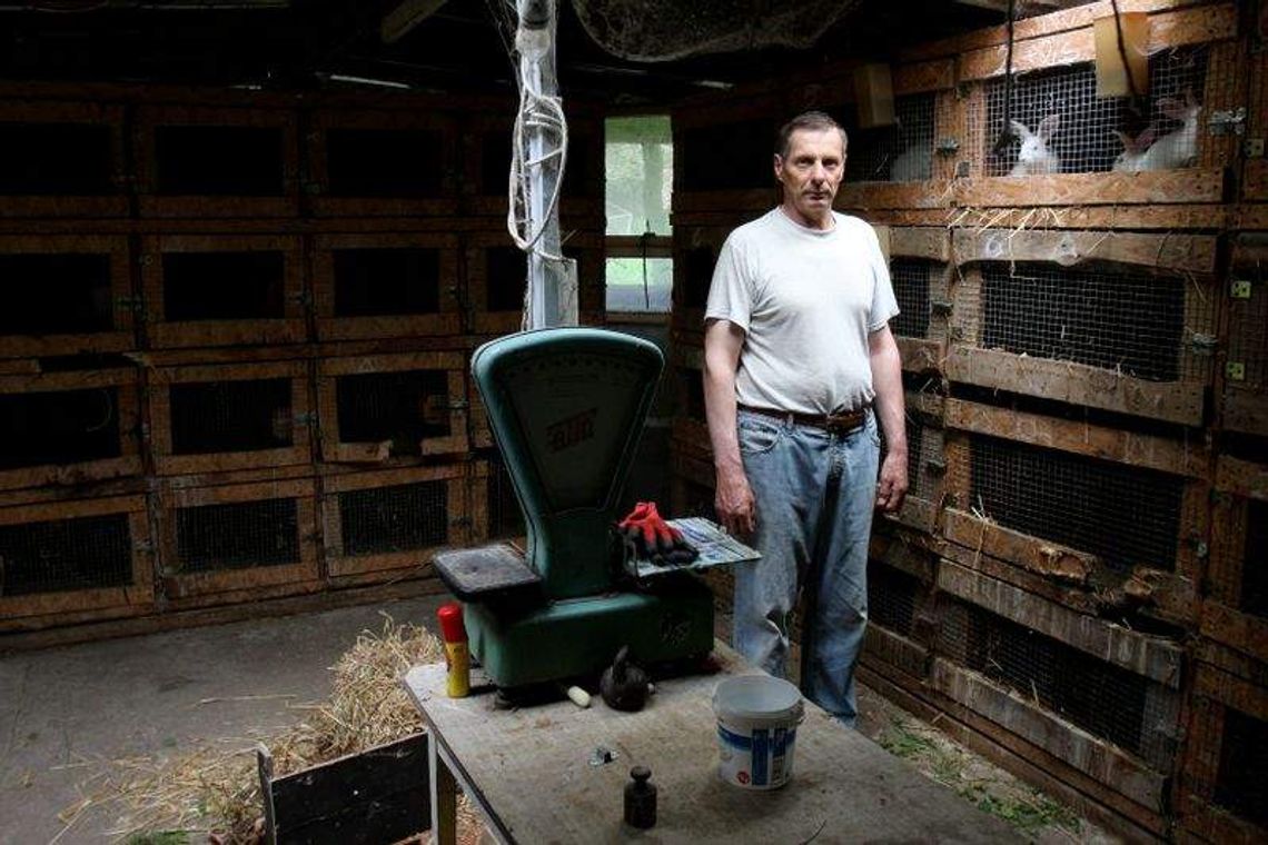 Pogrom w królikarni pod Wojciechowem. Trop wskazuje na psy Pogrom w królikarni pod Wojciechowem. Trop wskazuje na psy