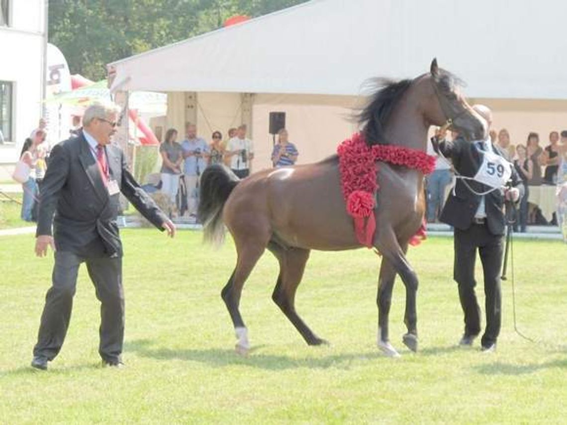 Pogrom zarobił i wraca do Janowa po 3 latach. "Zachwycił hodowców w USA"