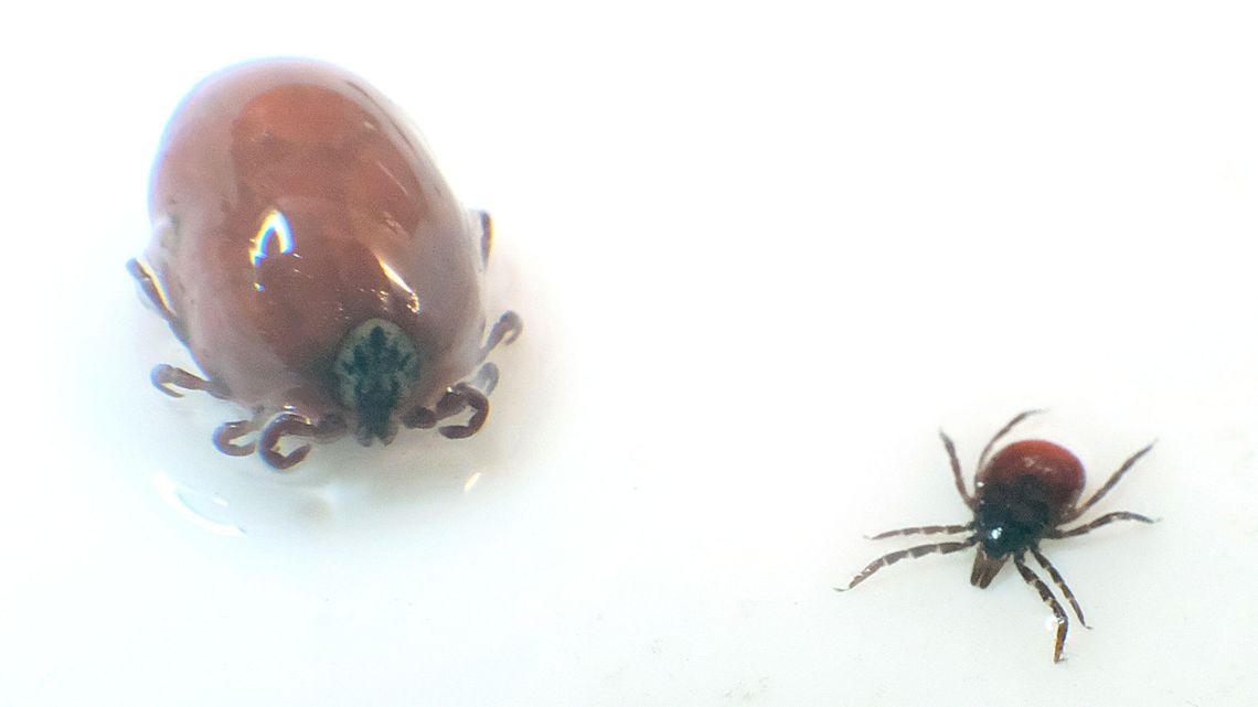 Pojawiły się już pierwsze kleszcze. Jakie są objawy boreliozy?