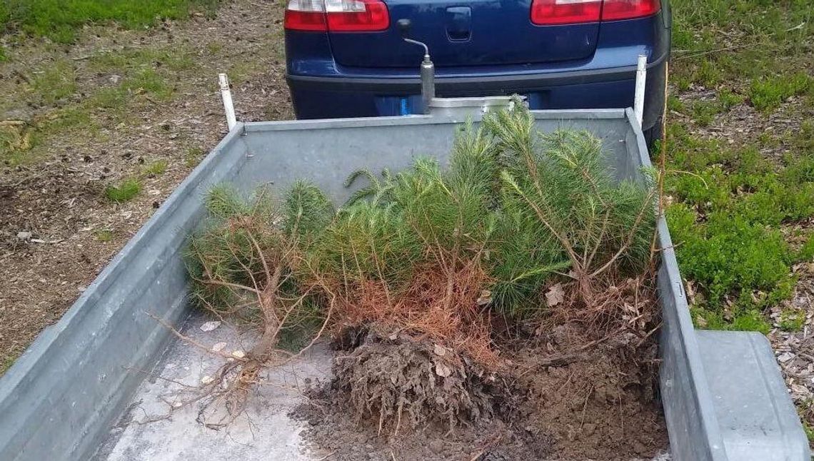 Pojechał do lasu kraść drzewka, które mógł dostać za darmo. Musiał je posadzić z powrotem