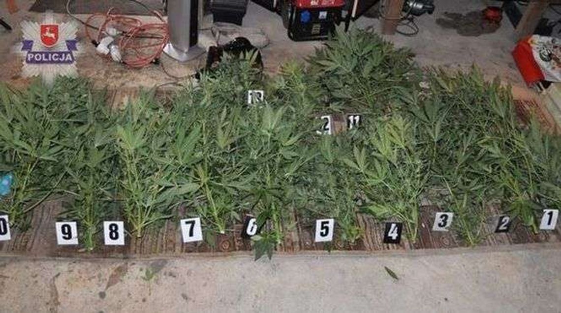 Pojechał z policjantami na działkę. A tam rosło kilkanaście krzaczków