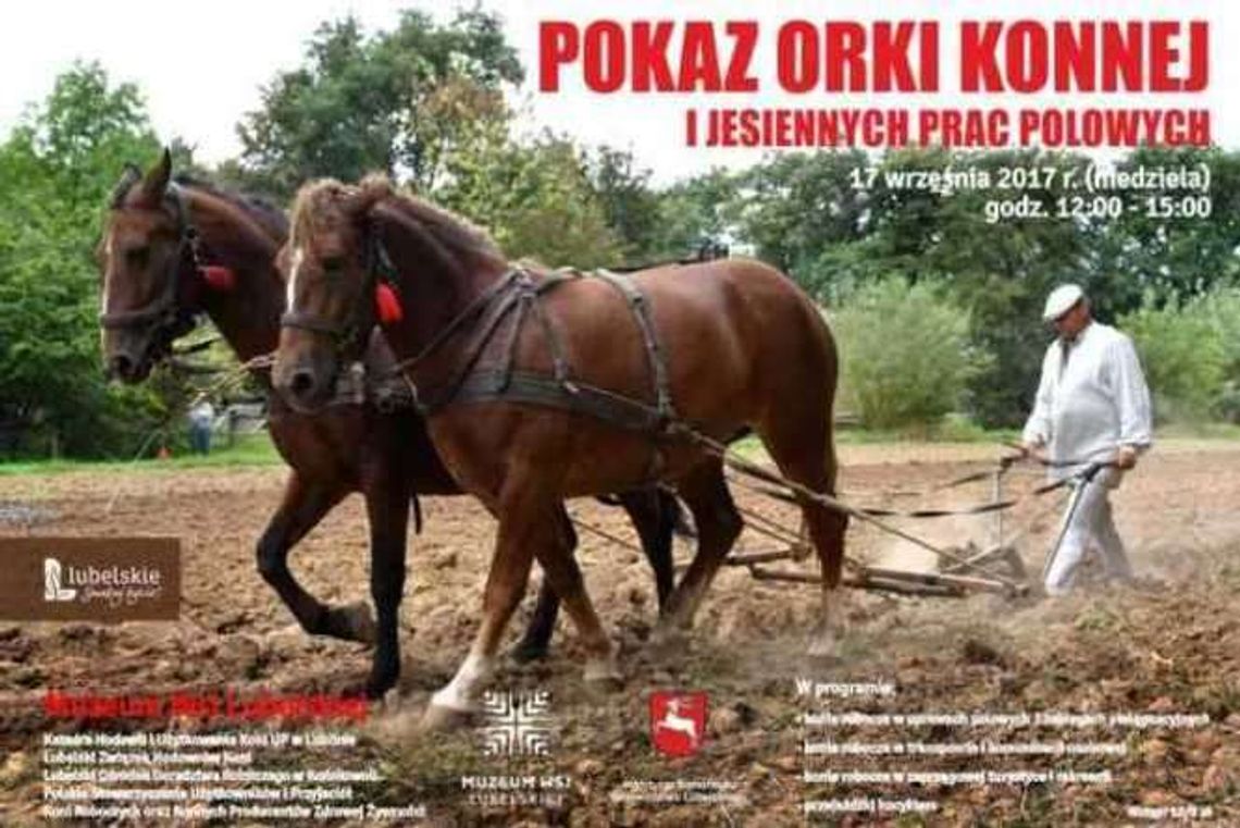 Pokaz orki konnej w Skansenie