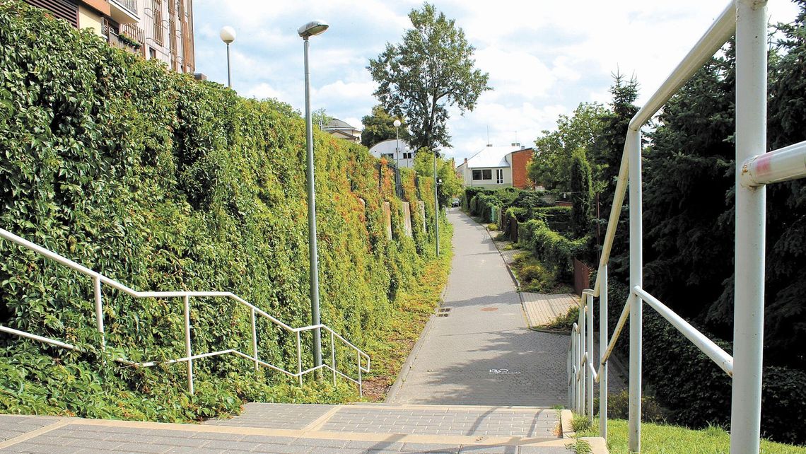 Pokrzywy i chwasty na ul. Łaziennej w Puławach. Wjazd blokują samochody Pokrzywy i chwasty na ul. Łaziennej w Puławach. Wjazd blokują samochody