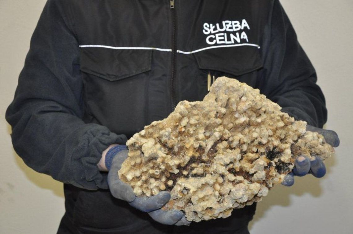 Pół tony koralowców – megaprzemyt w Dorohusku