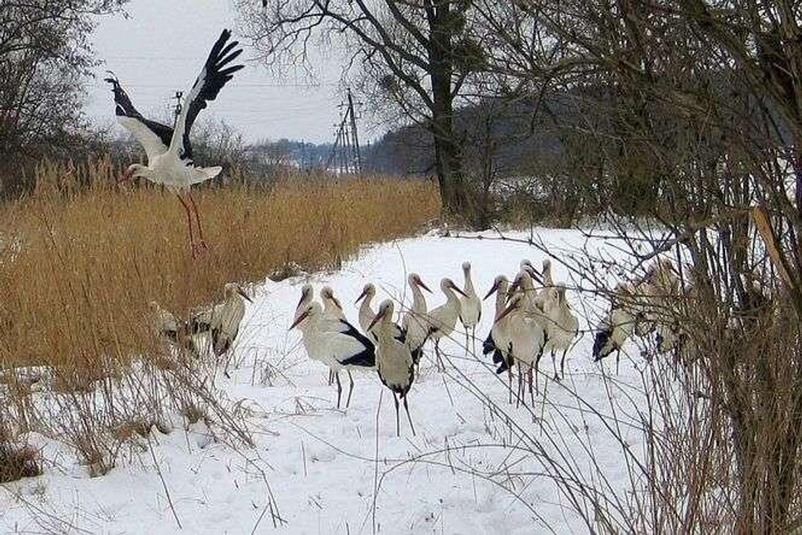 Pół wsi dokarmia stado bocianów, które zaskoczyła zima. "Ani myślą, żeby odlecieć"