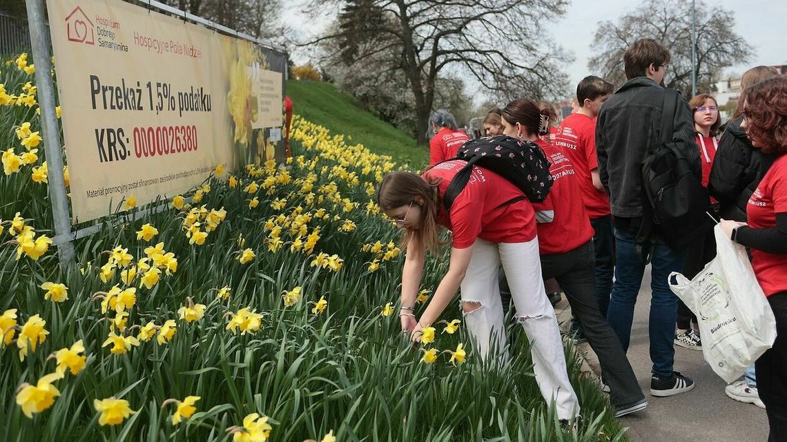 Pola żonkili zakwitły w Lublinie. Nie chodzi tylko o piękny wygląd