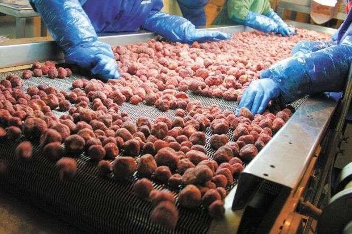 Polacy przestaną zatrudniać cudzoziemców? Zmiany w przepisach. Nie wystarczy oświadczenie Polacy przestaną zatrudniać cudzoziemców? Zmiany w przepisach. Nie wystarczy oświadczenie