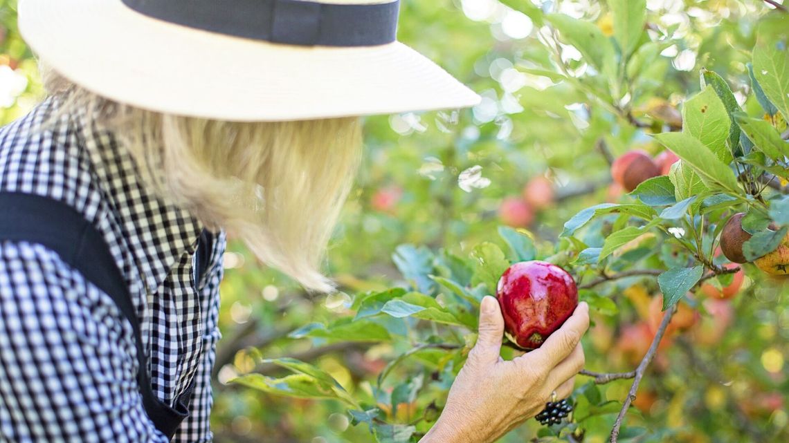 Polacy szukają pracy sezonowej za granicą. Głównie z powodu lepszych zarobków Polacy szukają pracy sezonowej za granicą. Głównie z powodu lepszych zarobków