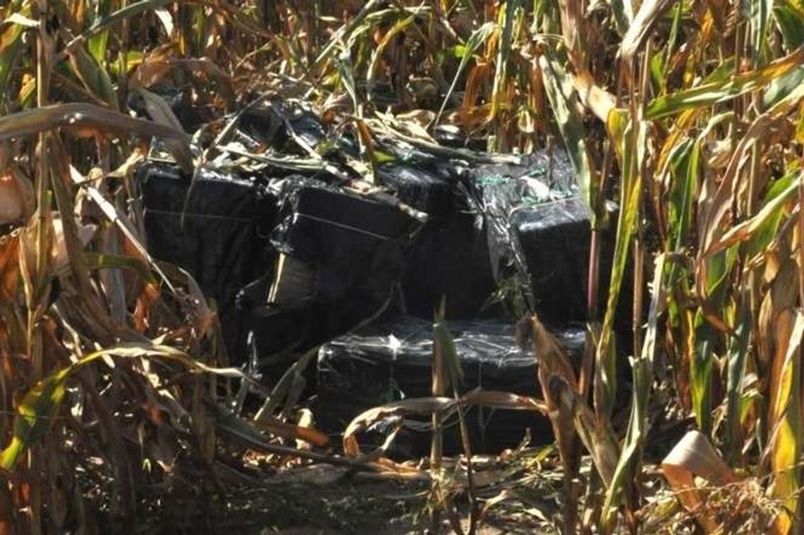 Pole kukurydzy, a na nim 14 tys. paczek papierosów