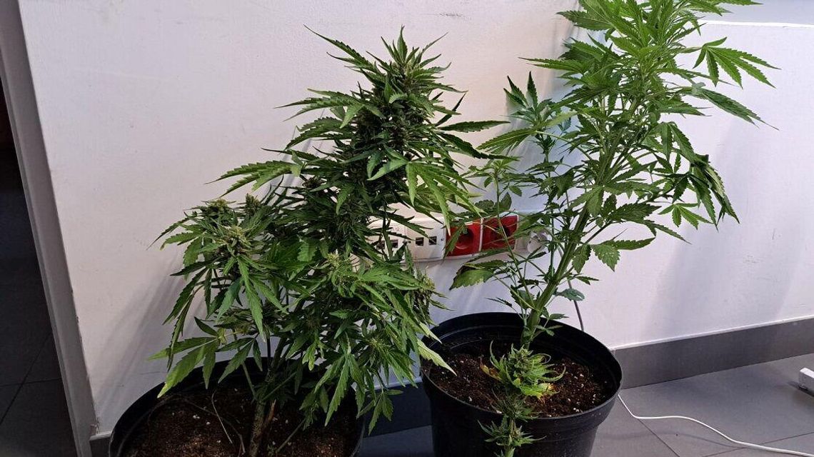 Pole kukurydzy i ogródek warzywny: tu próbował ukryć konopie