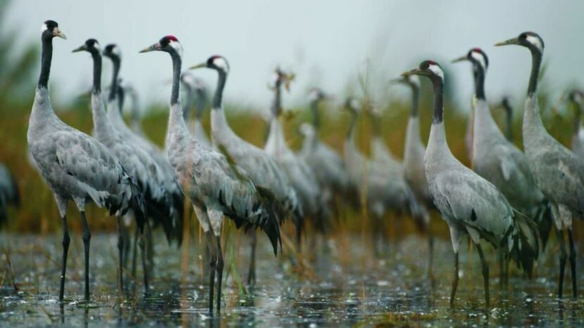 Polesie i Hortobágy: wędrówki żurawi pod okiem ekspertów 