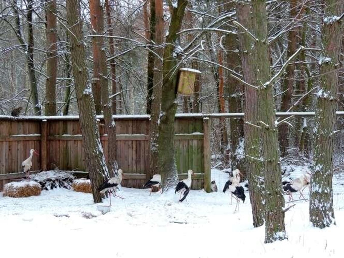 Poleski Park Narodowy: Kłusownicy nie odpuszczają