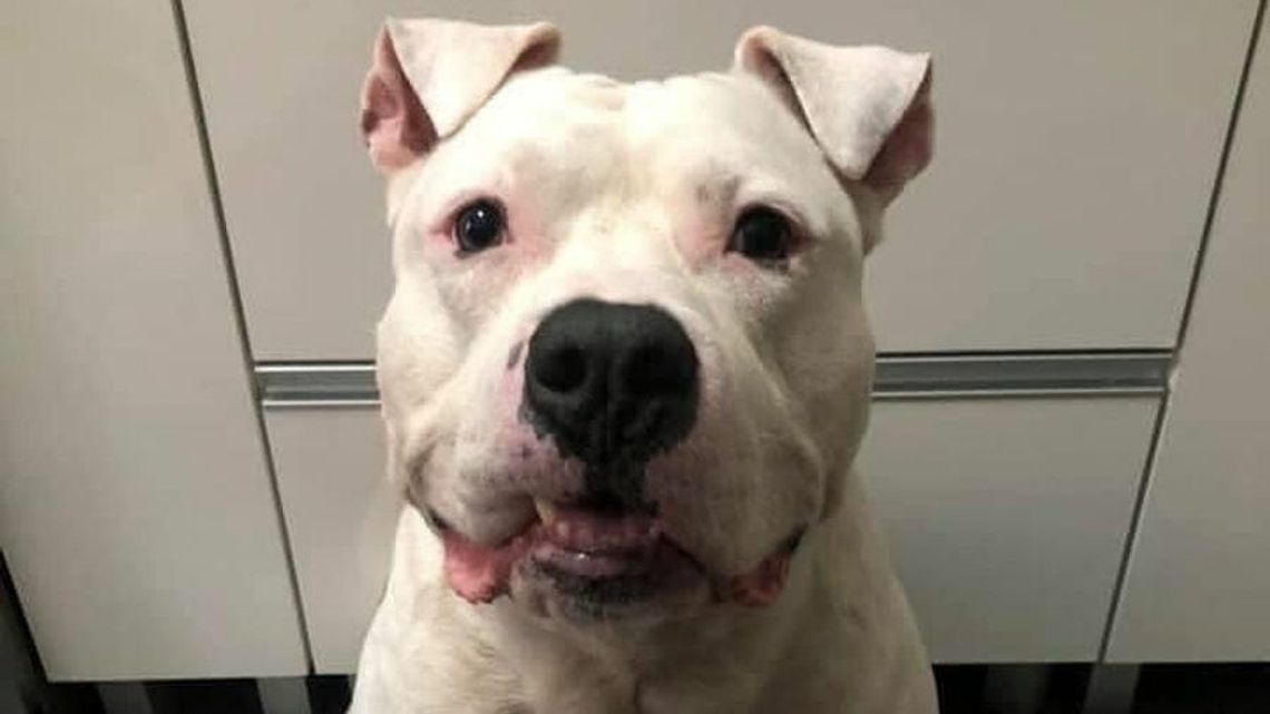 Policja ma Bandziora. To on był ofiarą