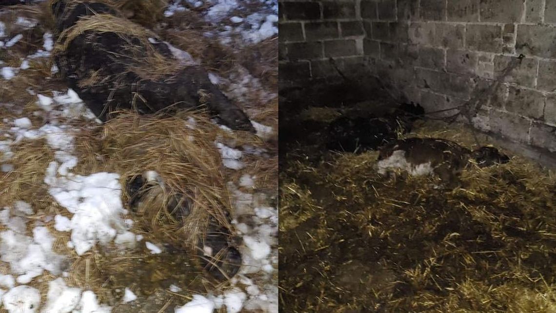Policja wchodzi do gospodarstwa, a tam martwe cielaki uwiązane do ściany