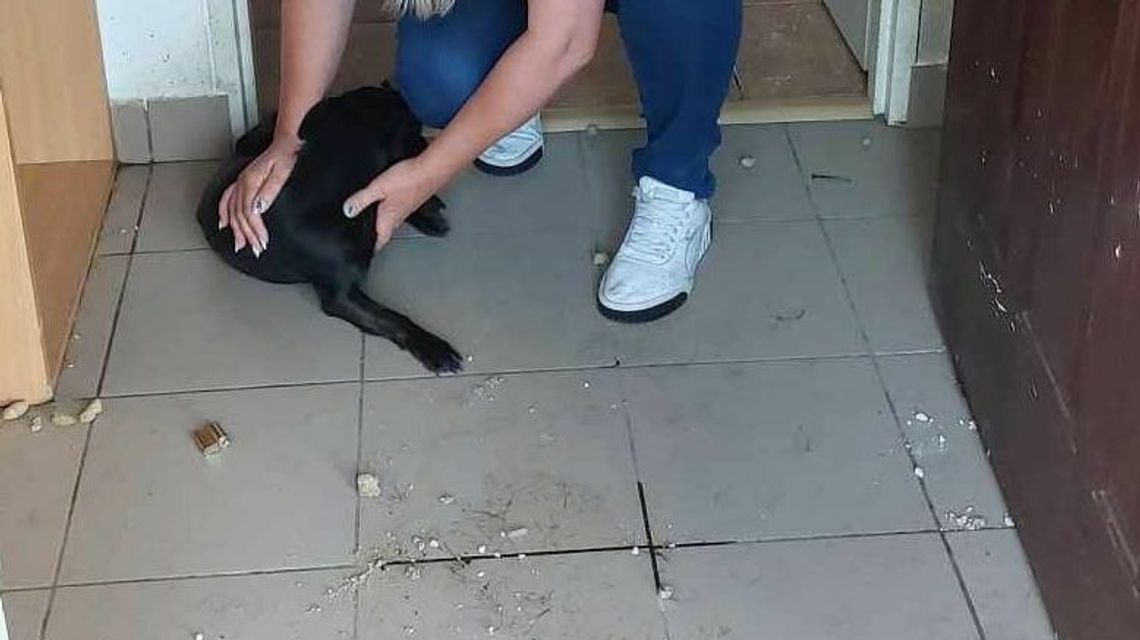 Policjanci i wolontariusze uratowali suczkę Daisy
