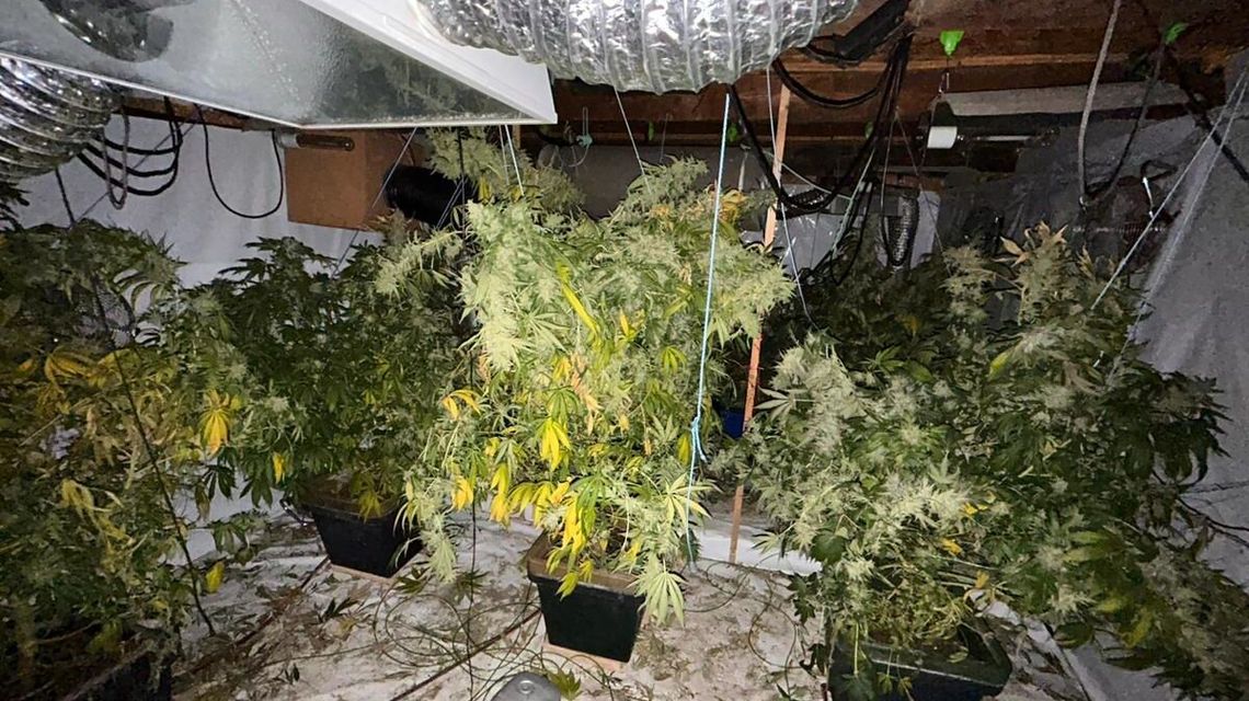 Policjanci rozbili plantację marihuany na Morawach. Zatrzymani to mieszkańcy Lublina