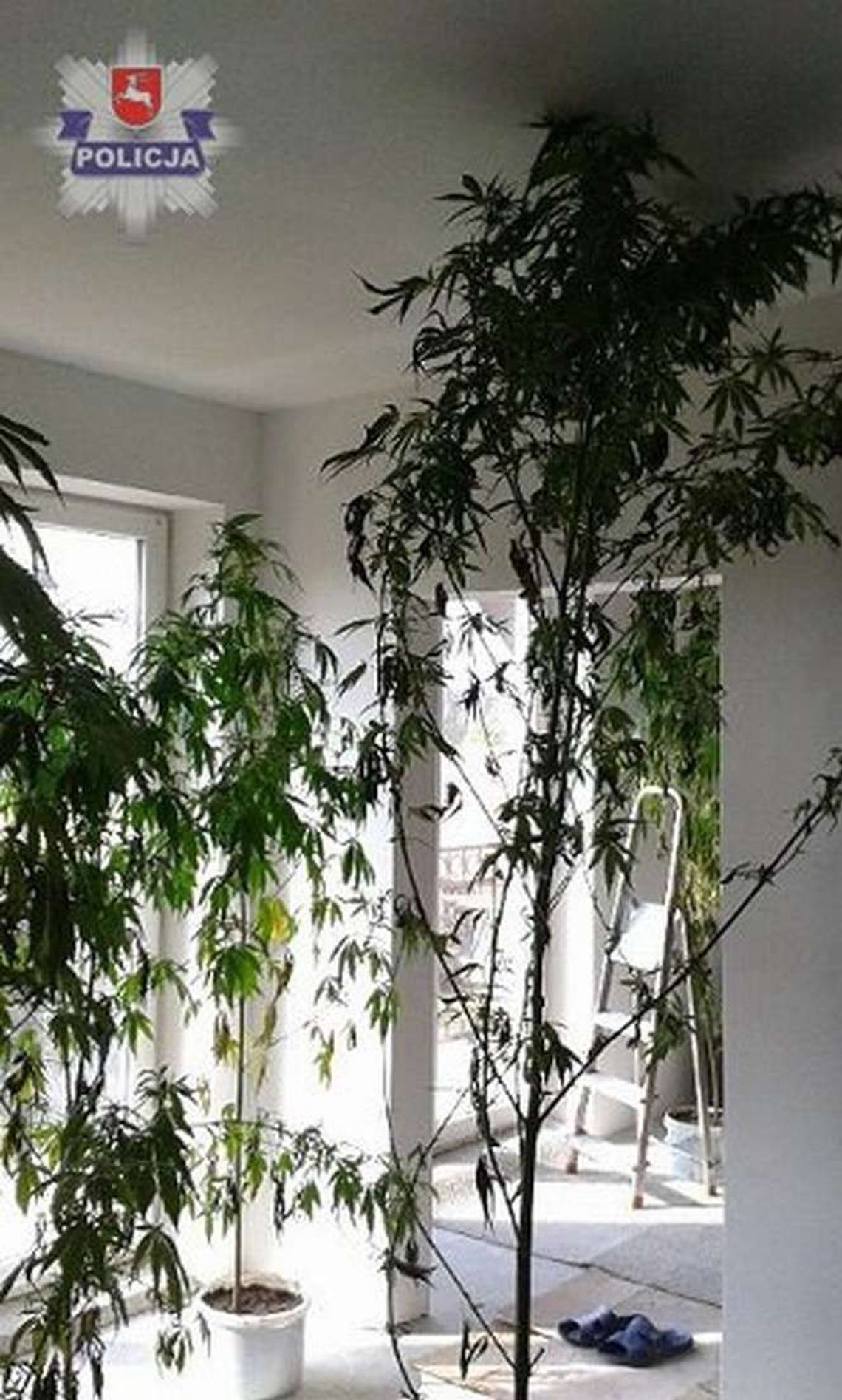 Policjanci zajrzeli na poddasze. A tam ogromne krzaki konopi Policjanci zajrzeli na poddasze. A tam ogromne krzaki konopi