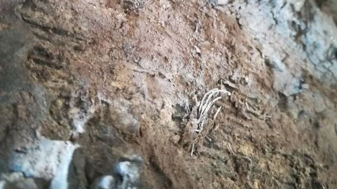 Policjanci zatrzymali ciężarówkę. Zdziwili się, jak zobaczyli opony