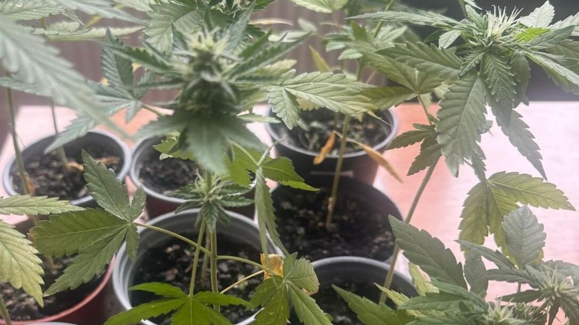 Policjanci zatrzymali kolejnych posiadaczy i sprzedawców narkotyków w województwie lubelskim Policjanci zatrzymali kolejnych posiadaczy i sprzedawców narkotyków w województwie lubelskim