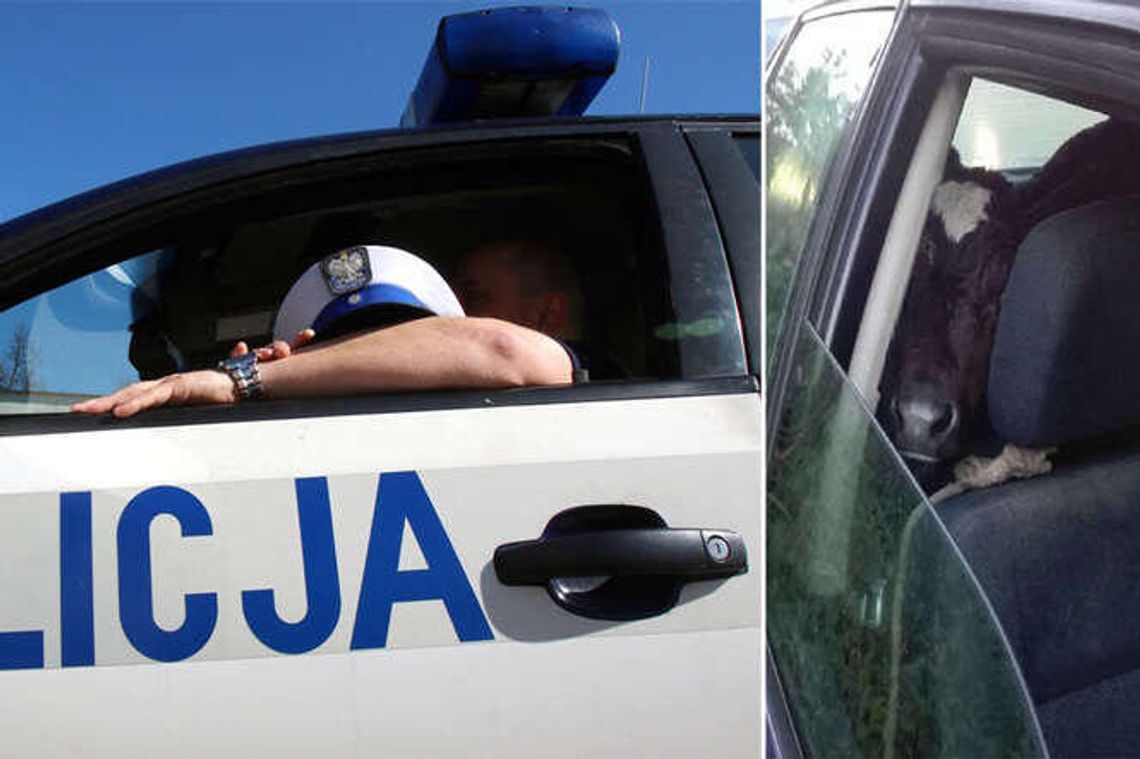 Policjanci zobaczyli zaparowane szyby w audi. Nie spodziewali się takiego pasażera