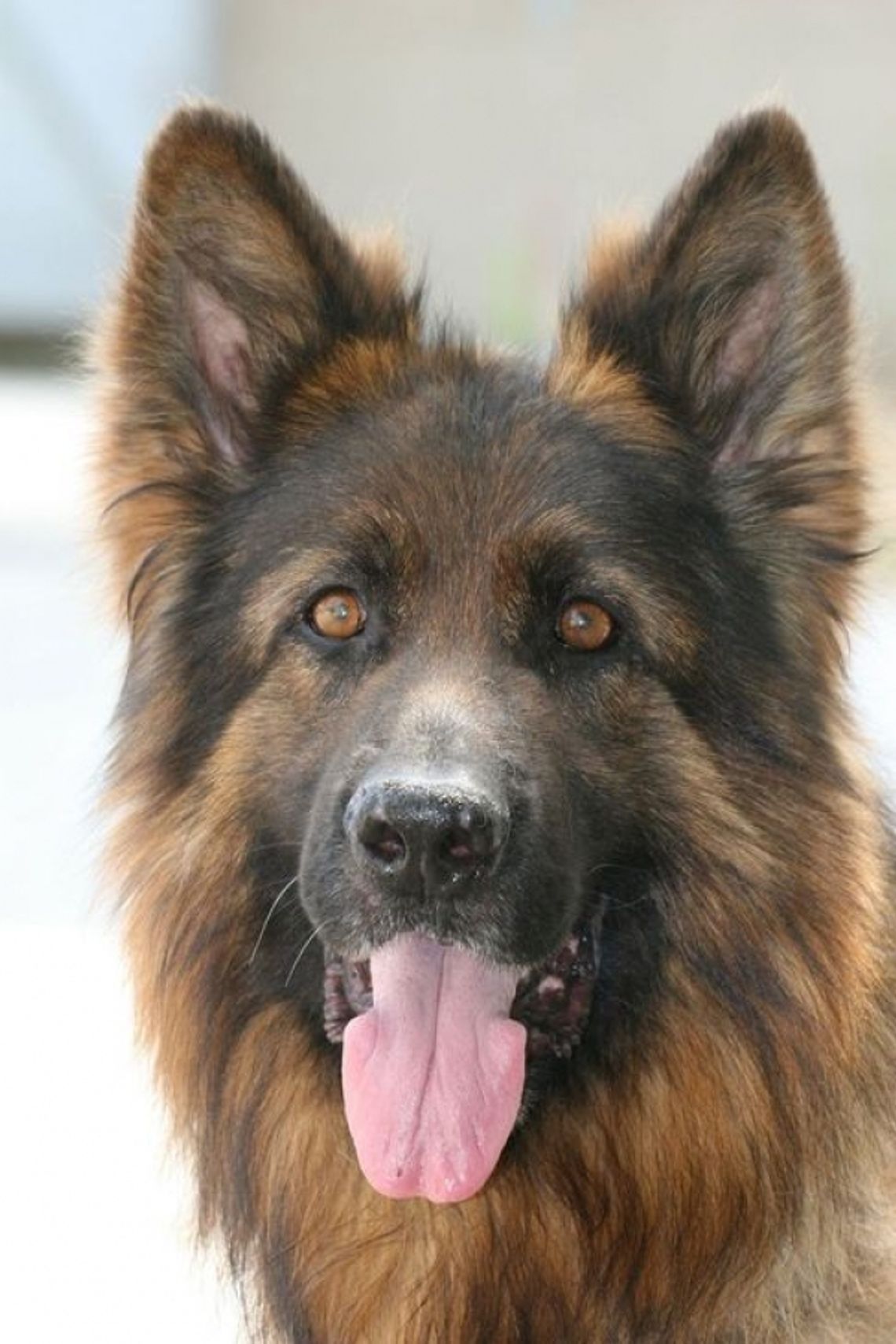 Policyjne psy Bona i Gabaco jadą na mistrzostwa (wideo)