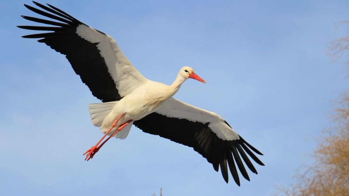 Policz bociany. Wolontariusze na Lubelszczyźnie poszukiwani Policz bociany. Wolontariusze na Lubelszczyźnie poszukiwani