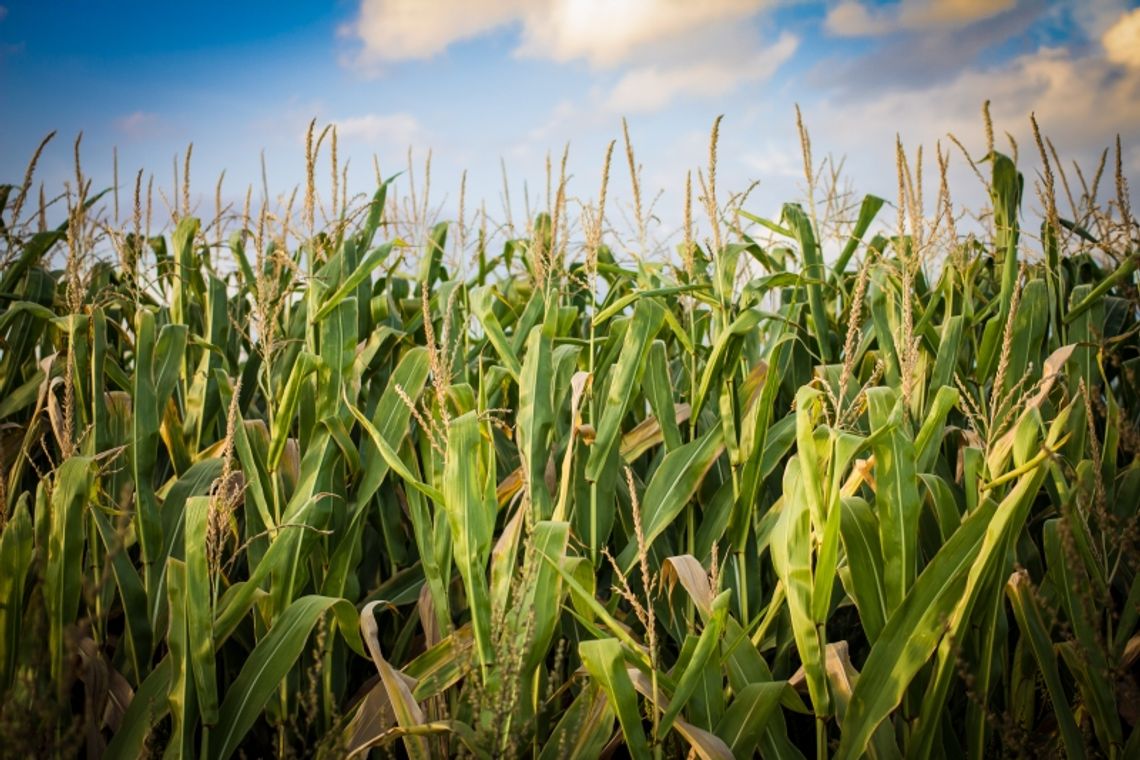 Połoski: Mieszkańcy nie chcą biogazowni. Mimo nowych miejsc pracy i taniego ogrzewania