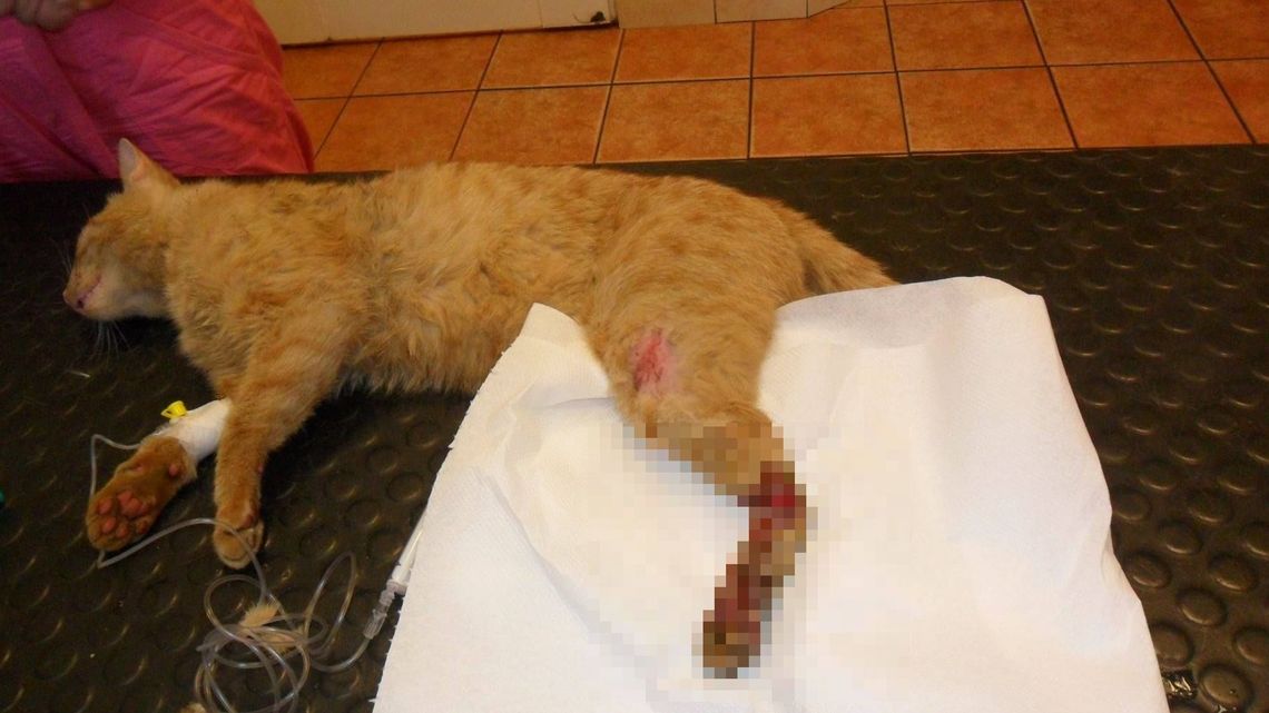 Polowanie na koty w Lubartowie. Rudolf z łapą w potrzasku wisiał na płocie [drastyczne zdjęcia]